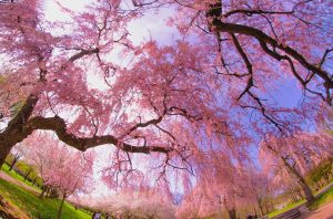 subaru cherry blossom