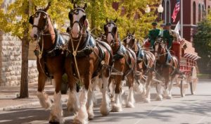 The Budweiser Clydesdales will be making a First Friday visit to West Chester.